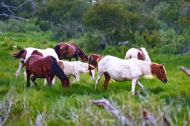 Chincoteague National Wildlife Refuge